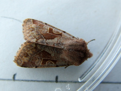 Hebrew Character